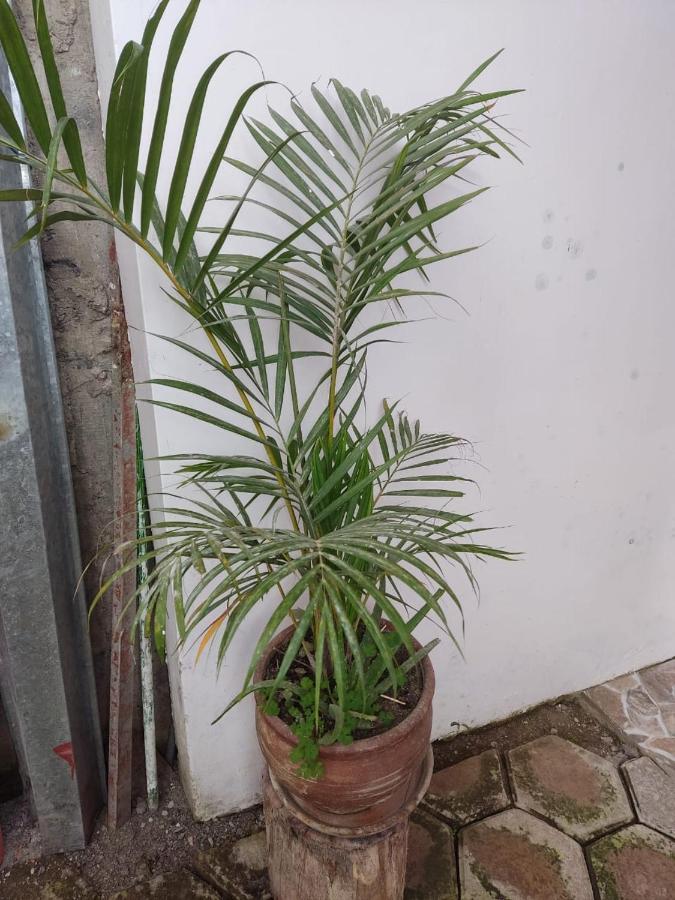 Suzet House Guest House Oxapampa Luaran gambar