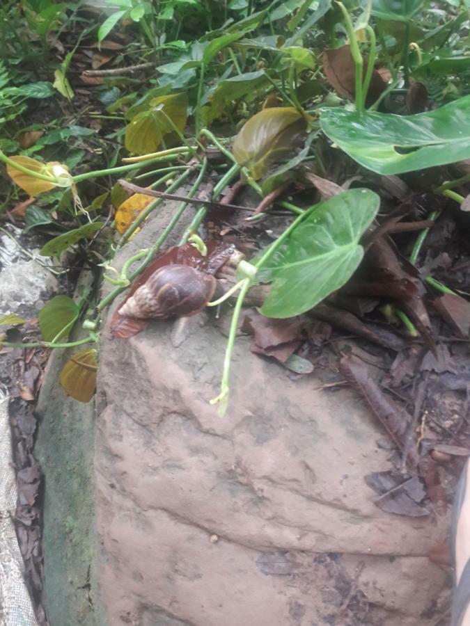 Suzet House Guest House Oxapampa Luaran gambar